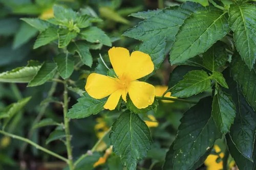 Ученые открыли 7 растений, которые усиливают эрекцию и либидо