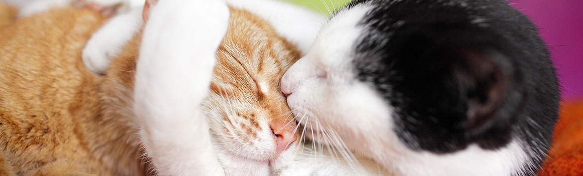 Все о взаимной мастурбации