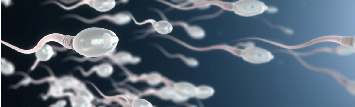 Хотим здорового ребёнка? Улучшаем сперматогенез!